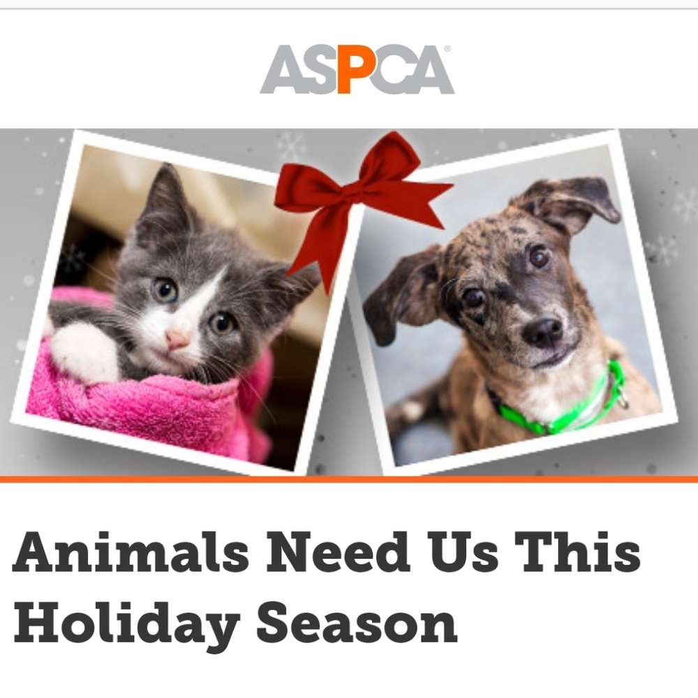 ASPCA Finding Forever Homes 🧡 - Picture 5 of 5